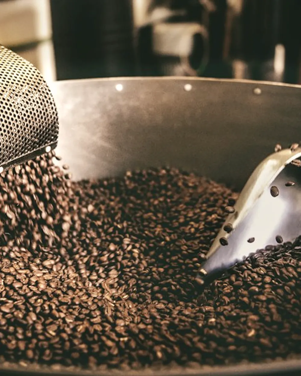 Torréfacteur versant des grains de café fraîchement torréfiés à la pelle