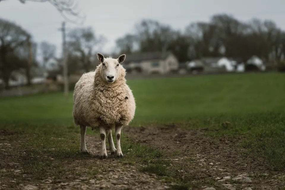 Une brebis à la toison épaisse dans un pré