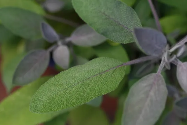 Feuilles de sauge officinale