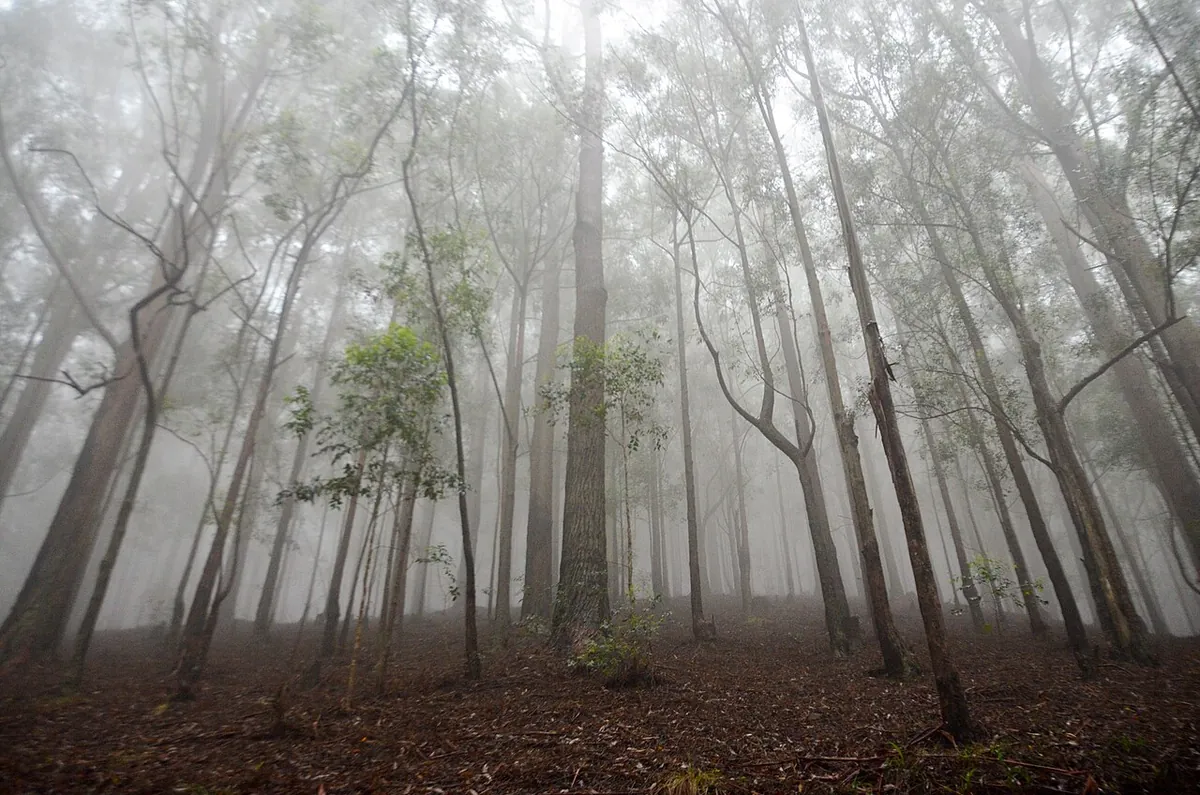 Série Lisières : la forêt noyée dans la brume