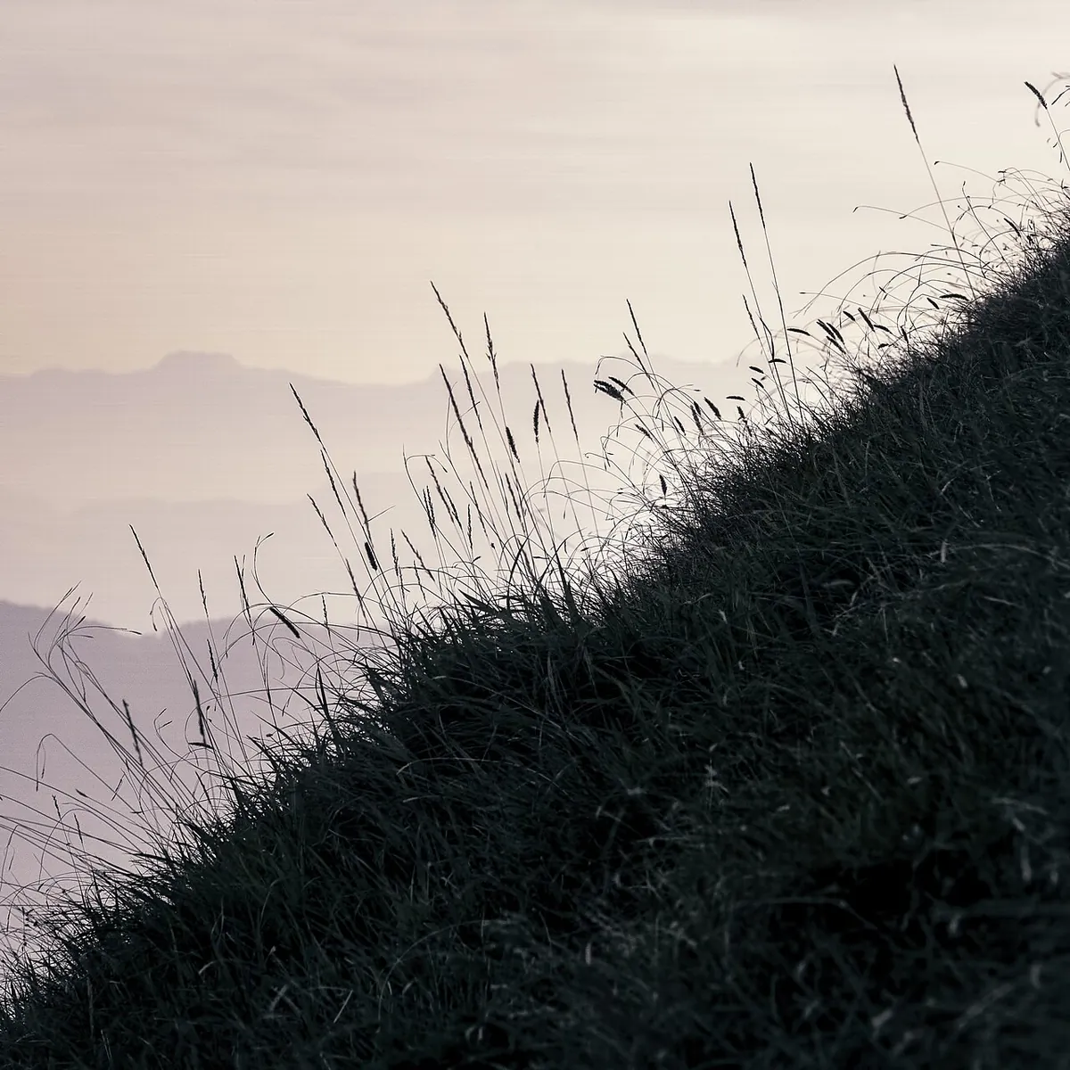 Série Lisières : hautes herbes à contre-jour